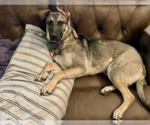 Small #23 German Shepherd Dog Mix