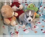 Small Photo #2 Siberian Husky Puppy For Sale in SPARTA, MO, USA