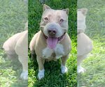 Small Photo #1 American Pit Bull Terrier Puppy For Sale in Davie, FL, USA