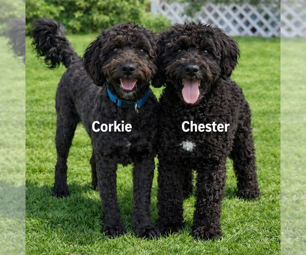 Medium Photo #7 Poodle (Miniature)-Wheaten Terrier Mix Puppy For Sale in Grovertown, IN, USA