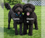 Small #6 Poodle (Miniature)-Wheaten Terrier Mix