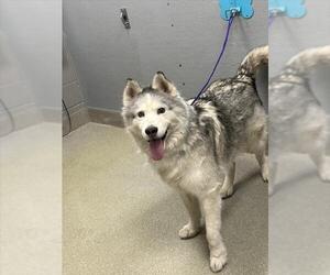 Siberian Husky-Unknown Mix Dogs for adoption in Las Vegas, NV, USA