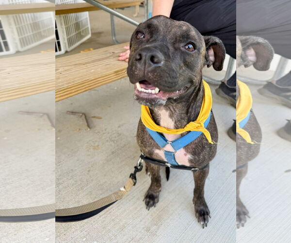 Medium Photo #5 American Staffordshire Terrier-Boxer Mix Puppy For Sale in Germantown, OH, USA