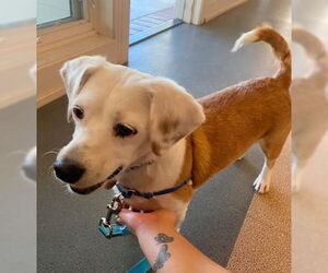 Basset Hound-Chihuahua Mix Dogs for adoption in Ventura, CA, USA
