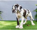 Small Photo #17 Great Dane Puppy For Sale in WAKARUSA, IN, USA