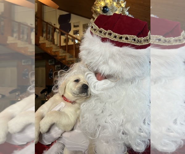 Medium Photo #20 Labrador Retriever Puppy For Sale in NEOLA, WV, USA