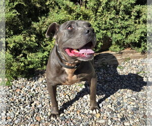 Adorable Mr Aioli ~ American Bully - Male American Staffordshire Terrier Dog for Adoption - Photo #2