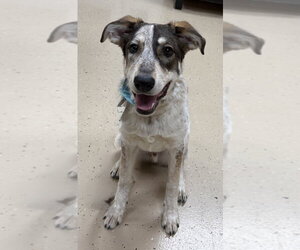 Rumble - Male Mutt Dog for Adoption - Photo #11