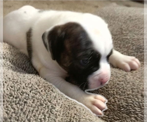 Medium Photo #42 American Bulldog Puppy For Sale in INDEPENDENCE, MO, USA