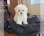 Small #1 Maltese