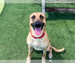 German Shepherd Dog-Unknown Mix Dogs for adoption in Orange, CA, USA