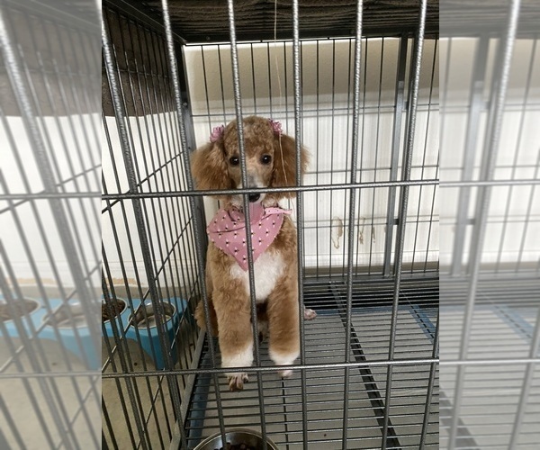 Medium Photo #1 Teddy Roosevelt Terrier Puppy For Sale in LAKELAND, FL, USA