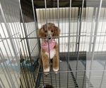 Small Teddy Roosevelt Terrier