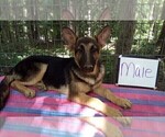 Small #7 German Shepherd Dog