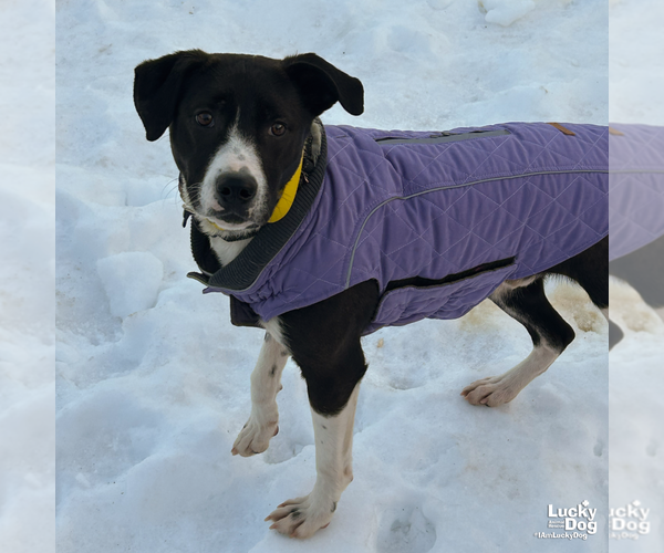 Medium Photo #6 Borador Puppy For Sale in Washington, DC, USA