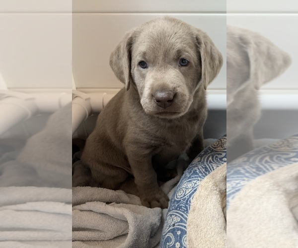 Medium Photo #2 Labrador Retriever Puppy For Sale in DEXTER, NY, USA