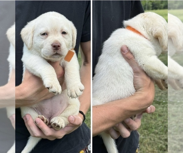 Medium Photo #1 Labrador Retriever Puppy For Sale in LEXINGTON, VA, USA