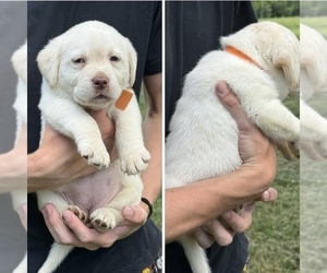 Labrador Retriever Puppy for sale in LEXINGTON, VA, USA