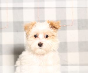 Maltipoo Puppy for sale in MARIETTA, GA, USA