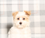 Image preview for Ad Listing. Nickname: Matt