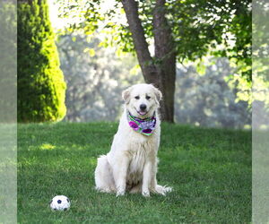 Great Pyrenees-Unknown Mix Dogs for adoption in Unionville, PA, USA