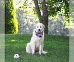 Small Great Pyrenees Mix