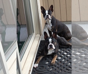 Boston Terrier Puppy for Sale in COLORADO SPGS, Colorado USA