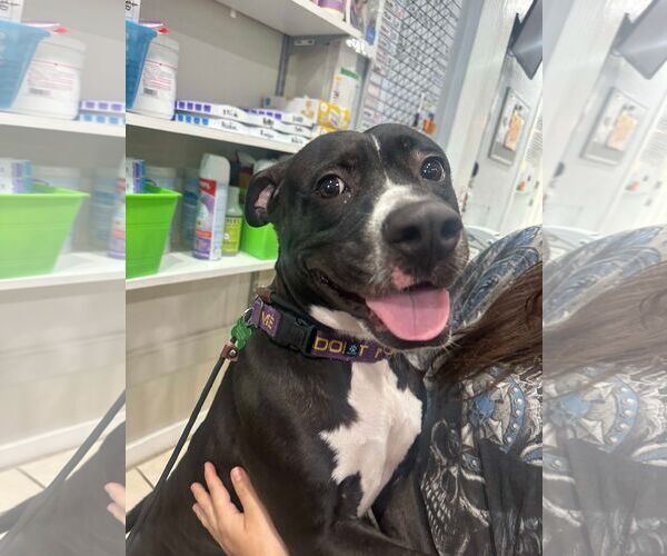 Medium Photo #8 Boxer-Unknown Mix Puppy For Sale in Pompano Beach , FL, USA
