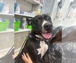 Small #7 Boxer Mix