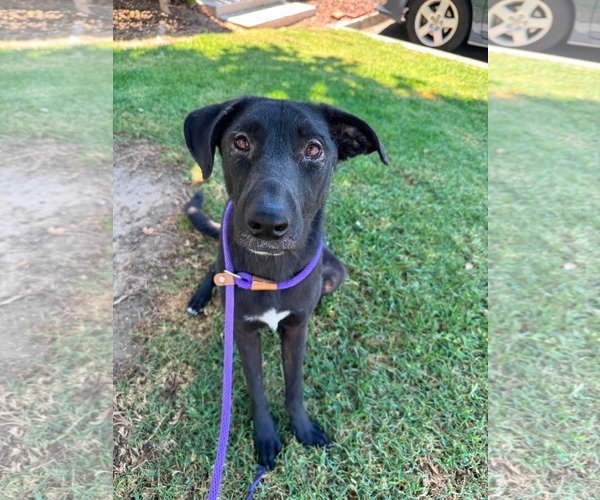 Medium Photo #3 Labrador Retriever-Unknown Mix Puppy For Sale in San Diego, CA, USA