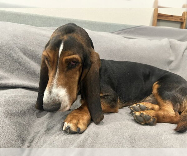 Medium Photo #2 Basset Hound Puppy For Sale in Petaluma, CA, USA