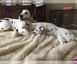 Small Photo #16 Dalmatian Puppy For Sale in SILVER LAKE, NY, USA