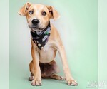 Small #1 Labrador Retriever-Retriever  Mix