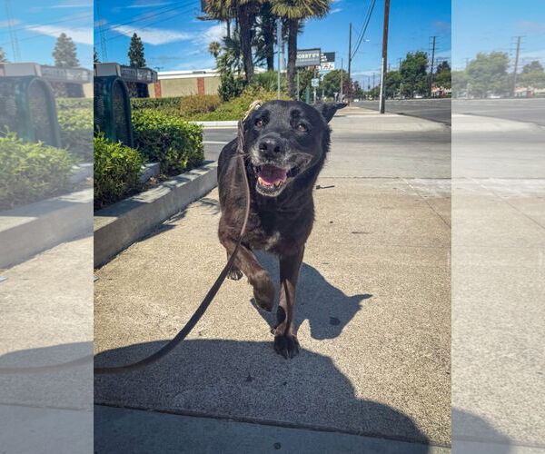 Medium Photo #4 Labrador Retriever-Unknown Mix Puppy For Sale in San Diego, CA, USA