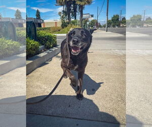 Apple - Female Labrador Retriever-Unknown Mix Dog for Adoption - Photo #4