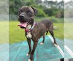 Small American Pit Bull Terrier Mix