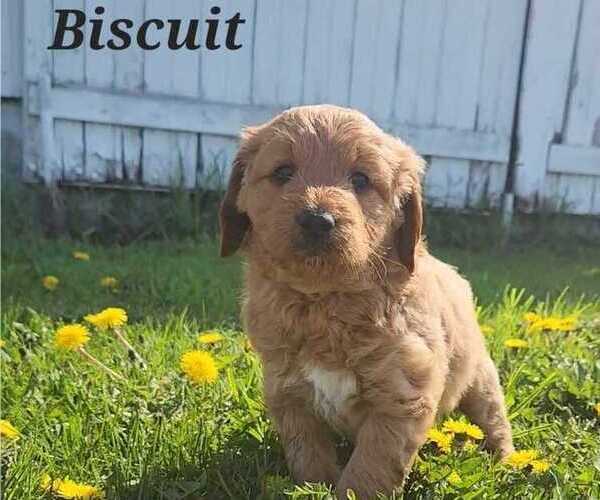 Medium Photo #1 Goldendoodle (Miniature) Puppy For Sale in CORUNNA, MI, USA