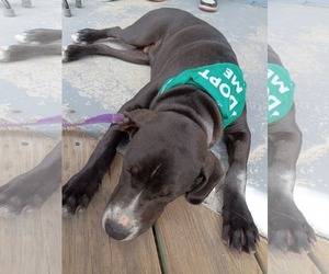 Johnny - Male Boxador Dog for Adoption - Photo #9