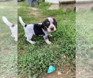 Beagle Puppy for sale in HARRISONVILLE, MO, USA
