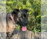 Small #8 American Pit Bull Terrier-Labrador Retriever Mix