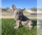 Small #9 French Bulldog