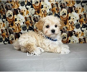 Maltipoo Puppy for sale in WINNSBORO, LA, USA