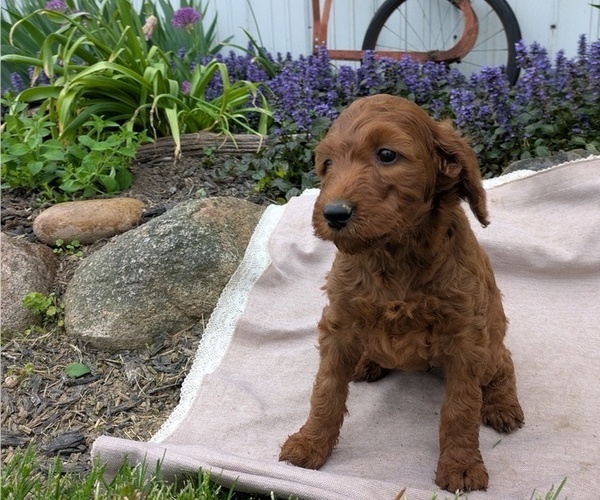 Medium Photo #76 Irish Doodle Puppy For Sale in GOSHEN, IN, USA