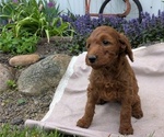 Small Photo #76 Irish Doodle Puppy For Sale in GOSHEN, IN, USA