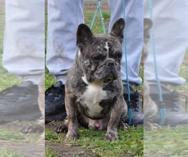 Medium Photo #1 French Bulldog-Miniature French Bull Terrier Mix Puppy For Sale in WEST SPRINGFIELD, MA, USA