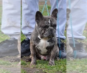 Father of the French Bulldog-Miniature French Bull Terrier Mix puppies born on 04/13/2022
