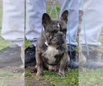 Small Photo #1 French Bulldog-Miniature French Bull Terrier Mix Puppy For Sale in WEST SPRINGFIELD, MA, USA