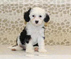 Miniature Bernedoodle Puppy for sale in DENVER, PA, USA