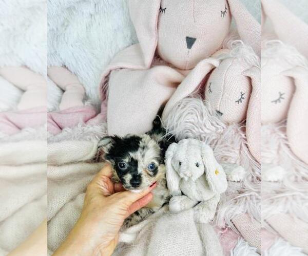 Medium Photo #4 Chihuahua Puppy For Sale in MIAMI, FL, USA