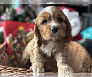 Medium Cocker Spaniel